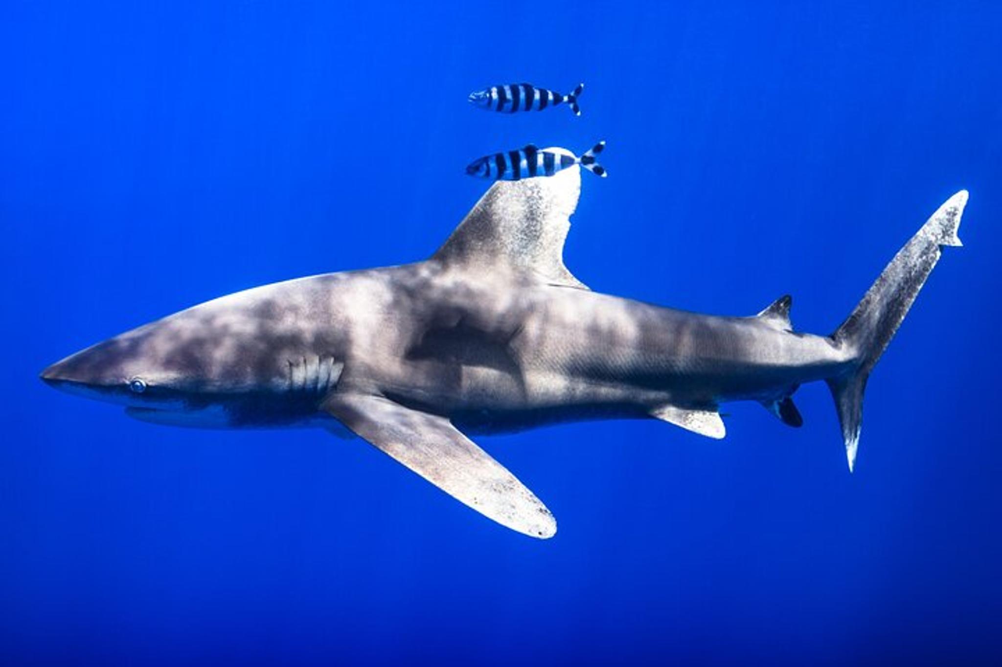 Kona Ocean Safari - Image 2