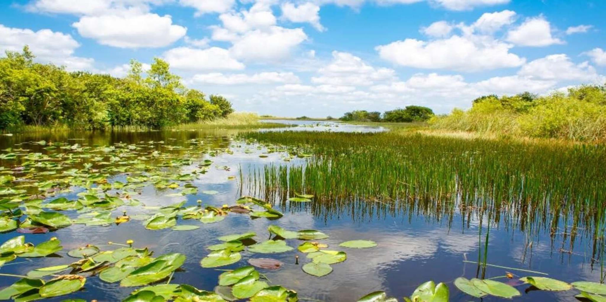 Fort Lauderdale Everglades Airboat Tour - Image 3