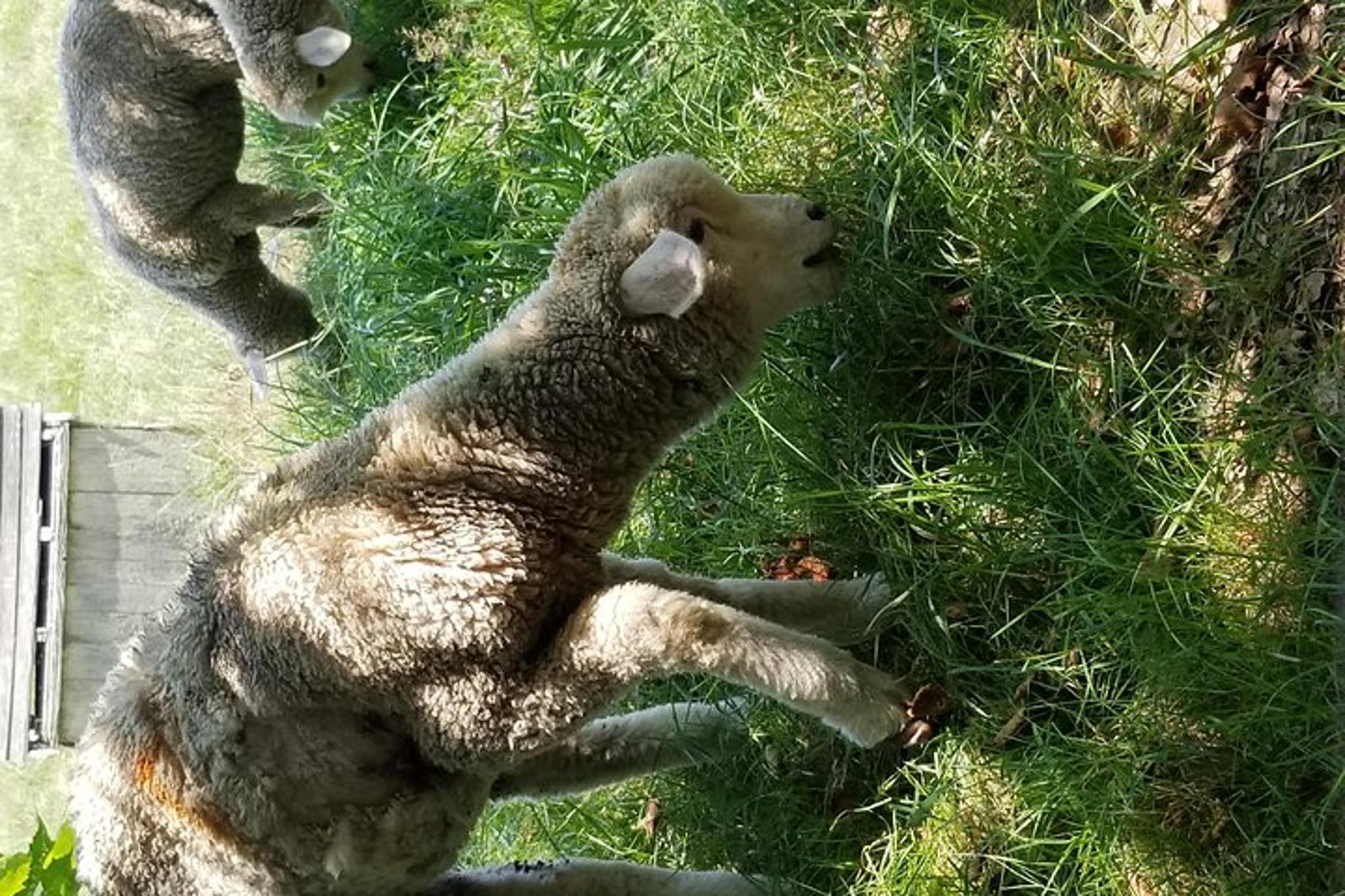 Martha's Vineyard Island Tour with Edgartown Stop - Image 5