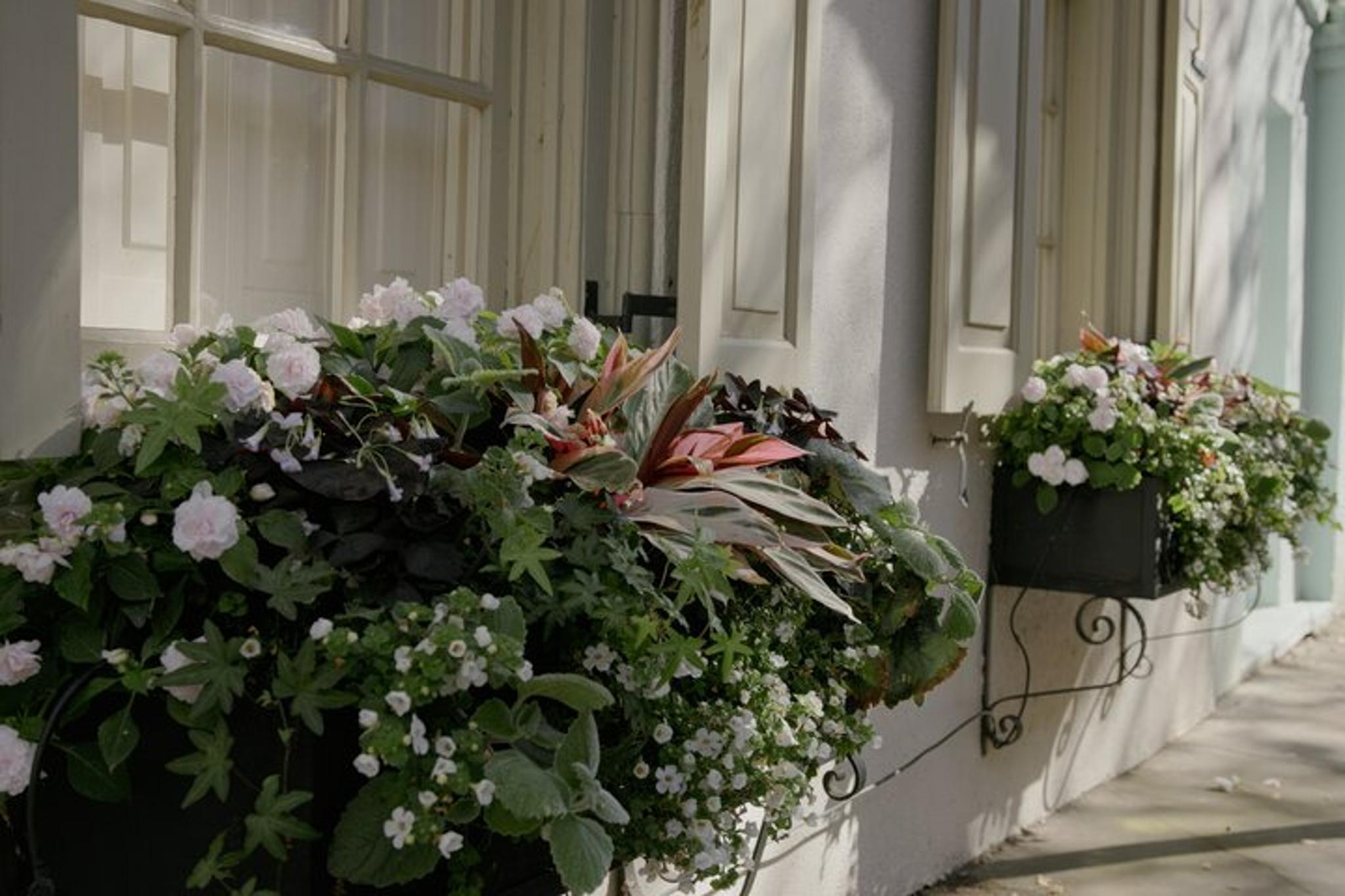 Charleston Historic Walking Tour - Image 2