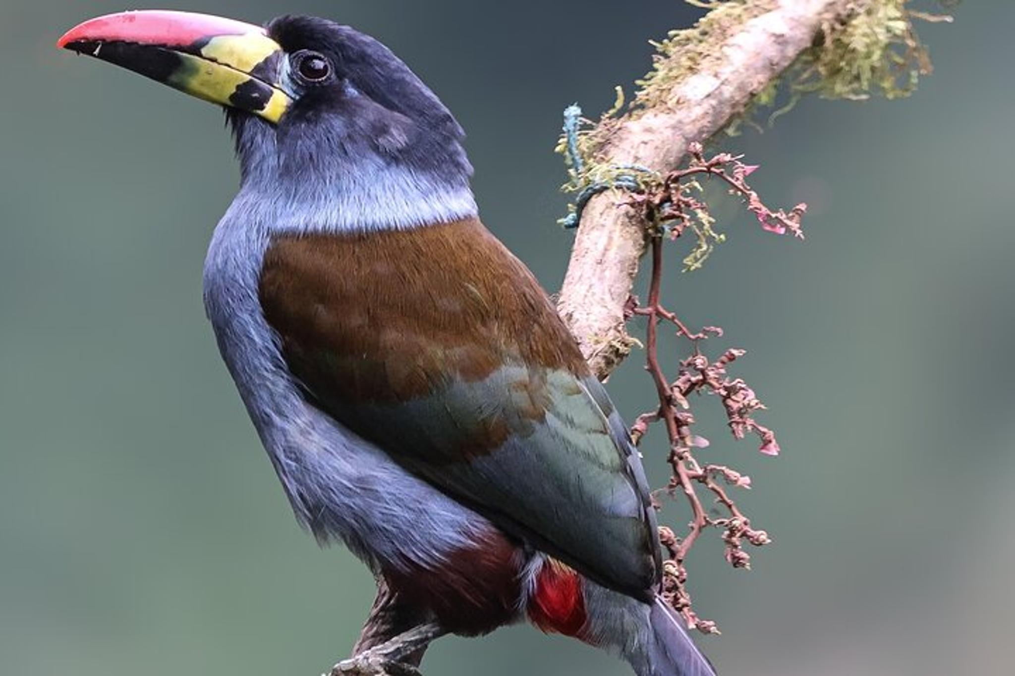 Ecuador Birding Photo Tour Andes to Amazon 10 Days - Image 3