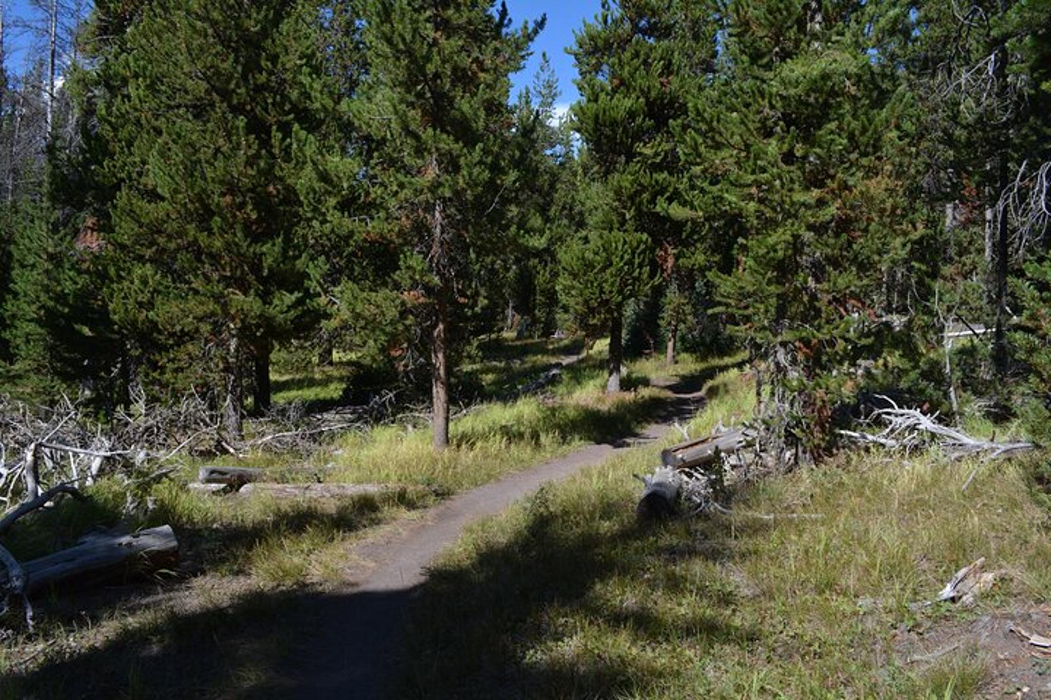 Yellowstone DeLacy Creek Trail Hike to Shoshone Lake - Image 4