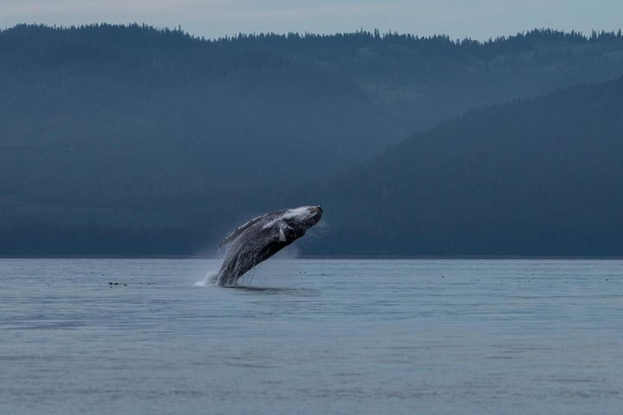Hoonah Whale Watching Tour in Icy Strait