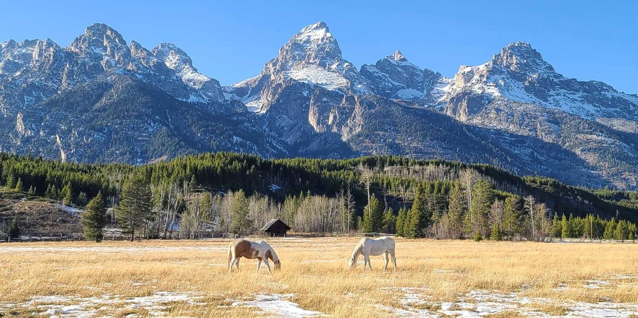 Bozeman Yellowstone and Grand Teton National Park Tour