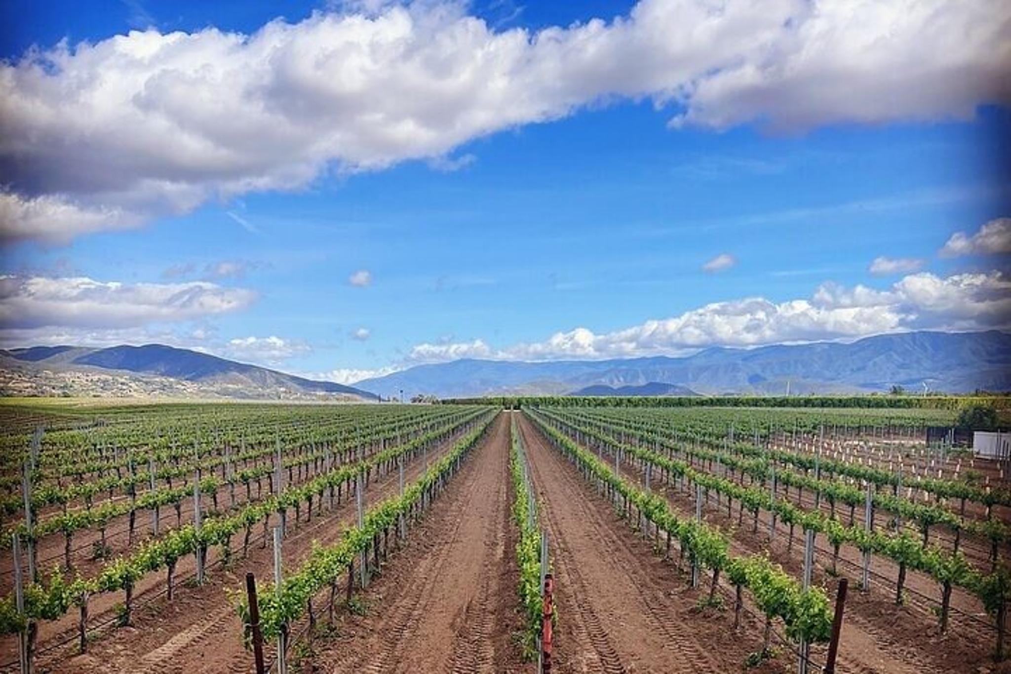 Temecula Wine Tour from Irvine - Image 6