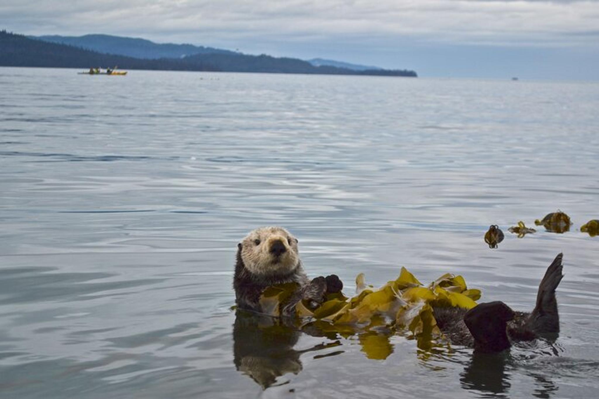 Kachemak Bay Wildlife Tour - Image 3