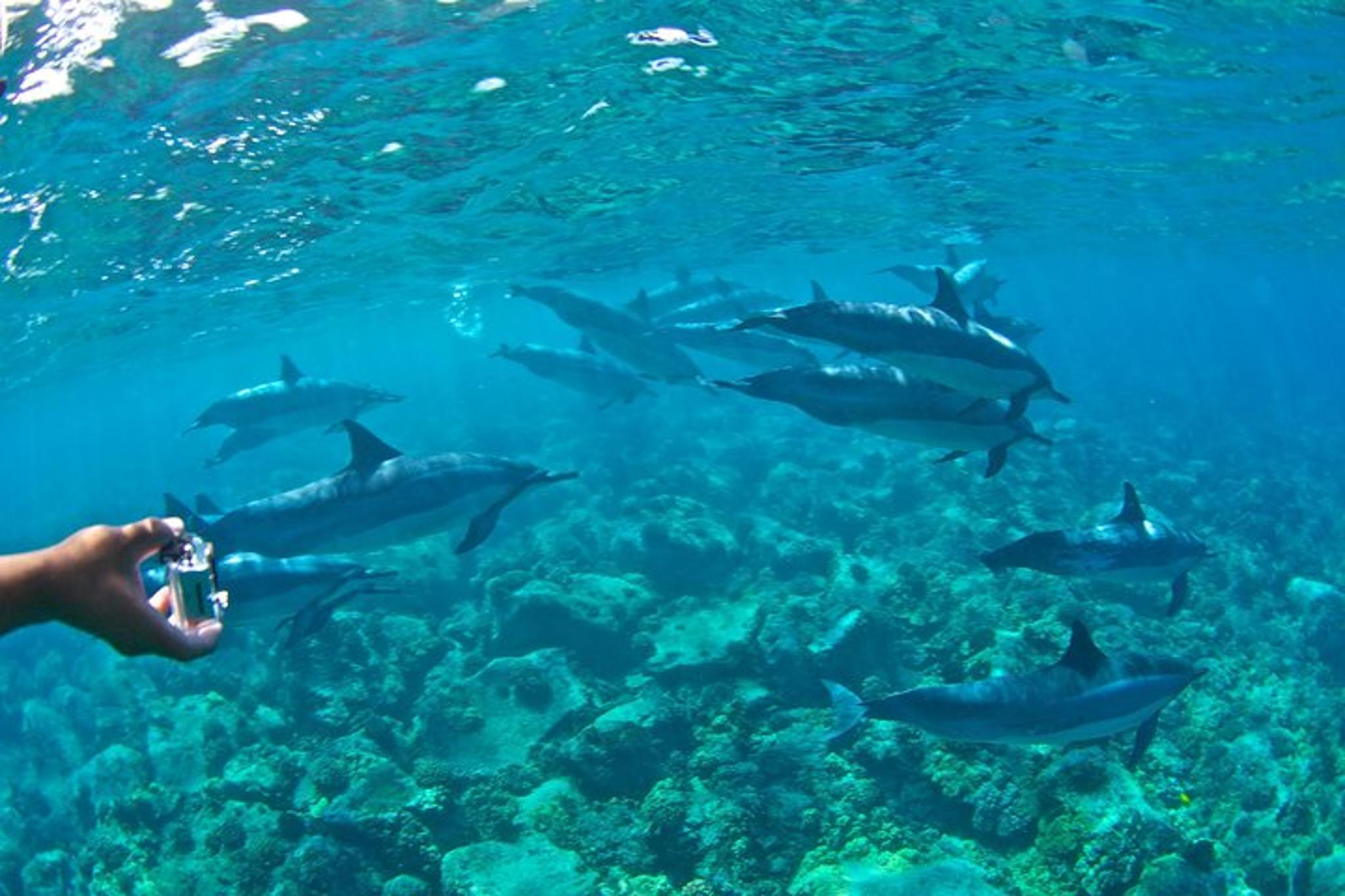 Kona Snorkeling Tour in Kealakekua Bay 4 hr - Image 6