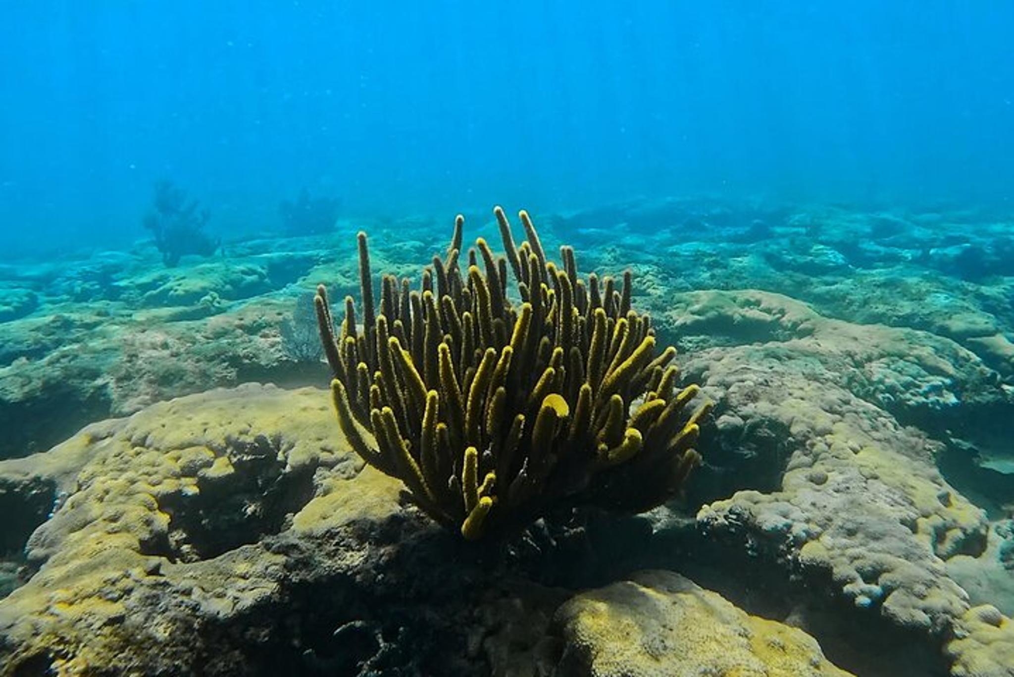 Phil Foster Park Snorkel Tour 2.5 Hr - Image 6