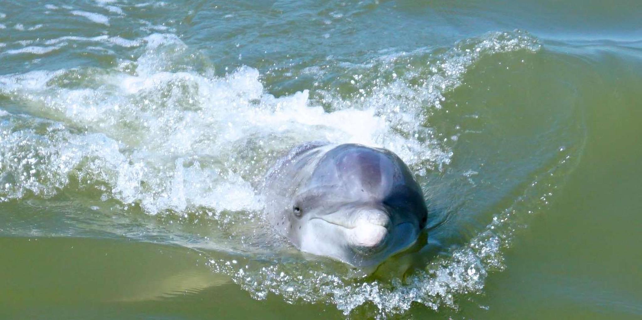 Hilton Head Dolphin Watching Boat Tour - Image 2