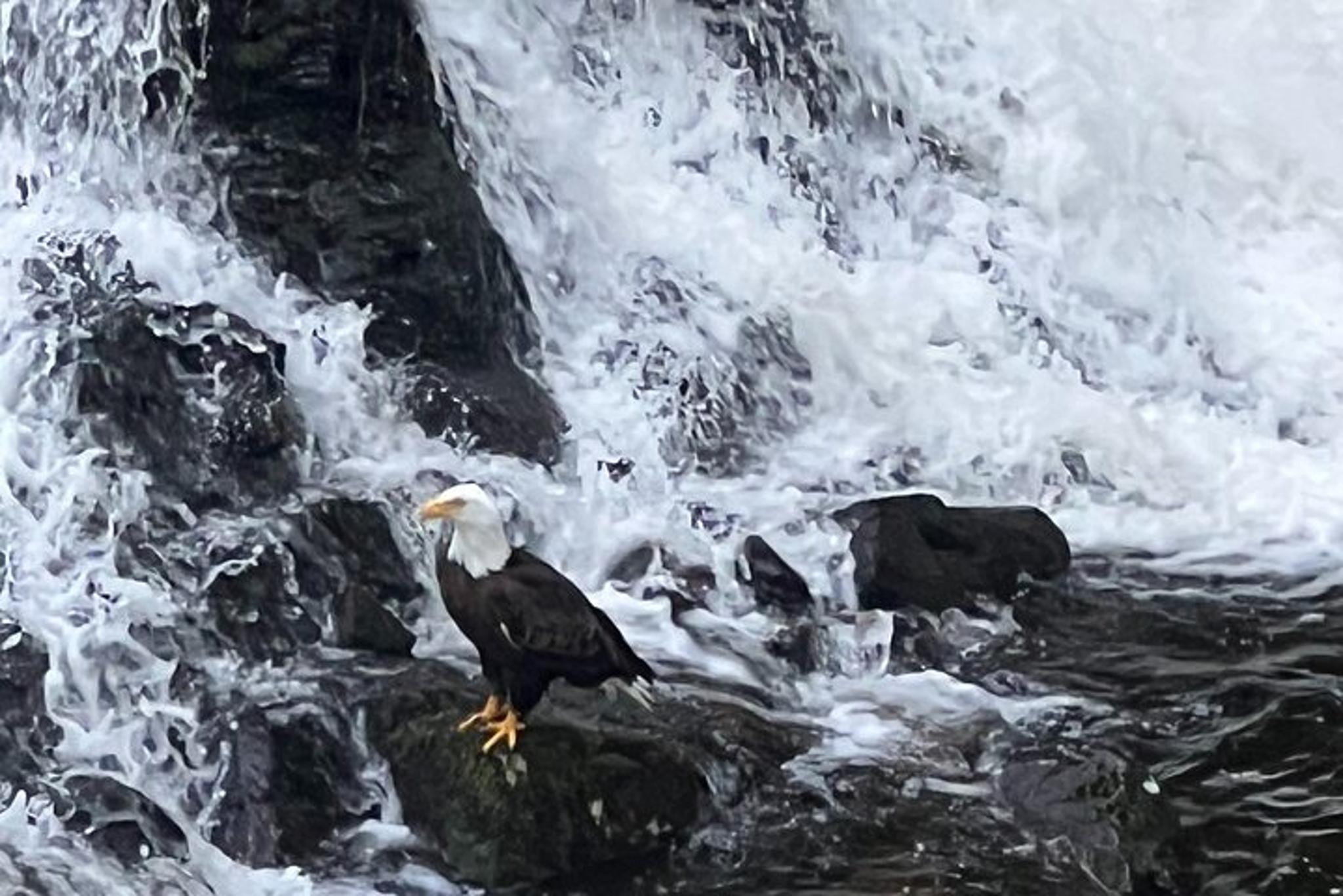 Ketchikan Custom Island Tour
