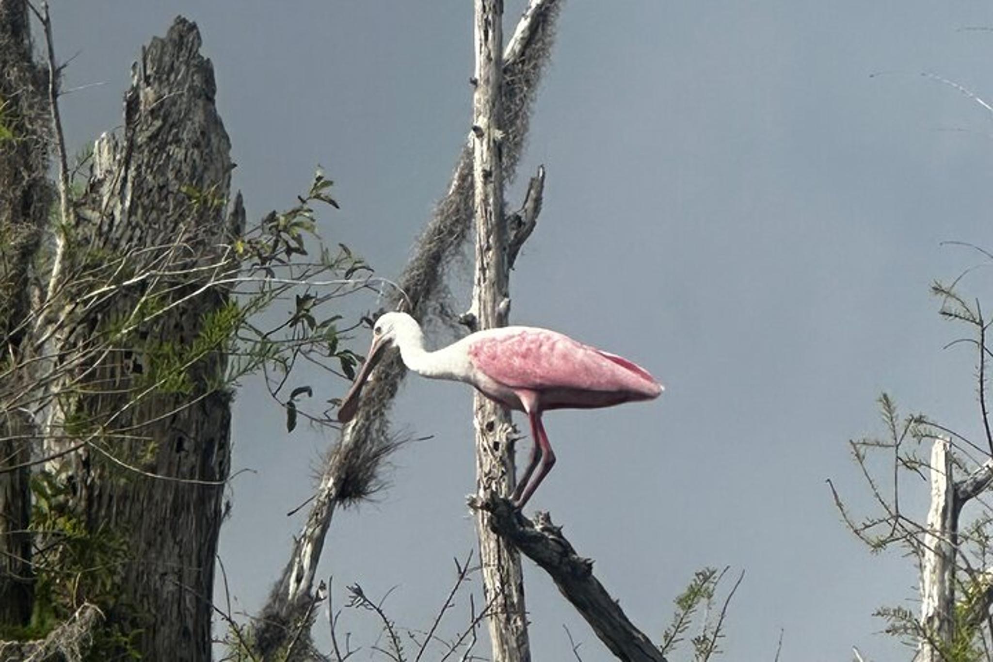 Everglades Kayak Tour at Sunset - Image 3