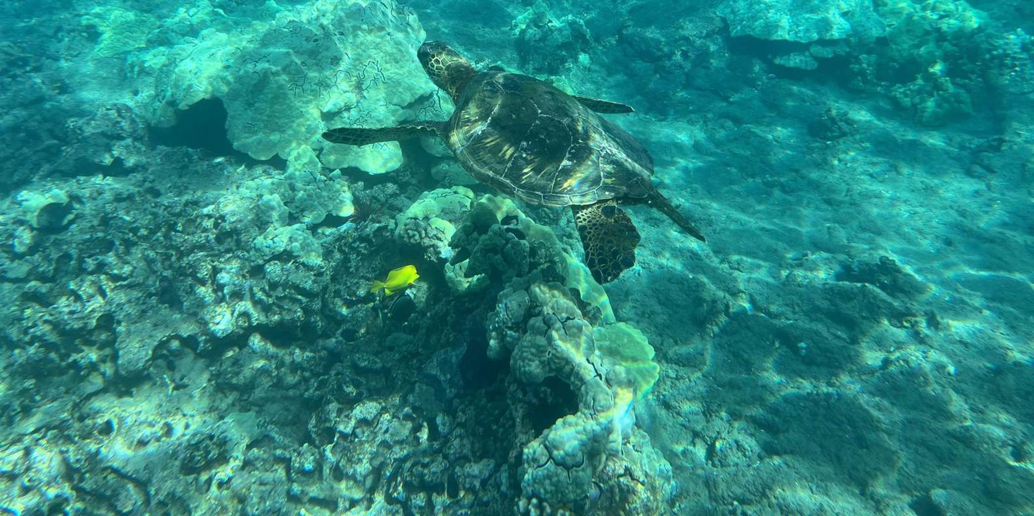 Lahaina Coral Reef Snorkeling Tour - Image 2