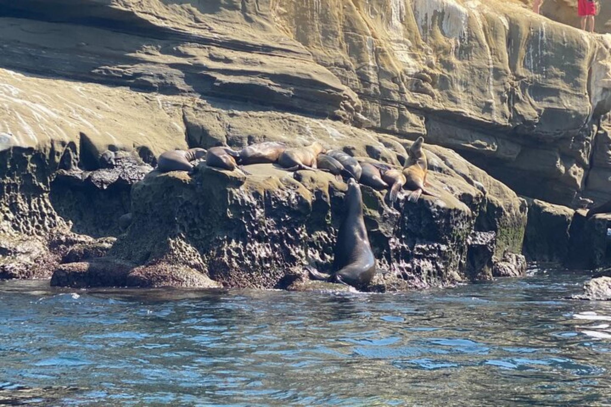 La Jolla Sea Caves Kayak Tour - Image 6