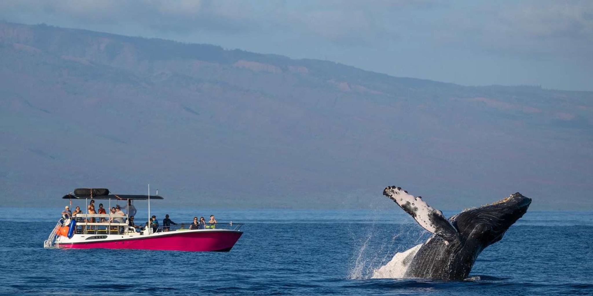 Maui Whale Watching Tour - Image 3