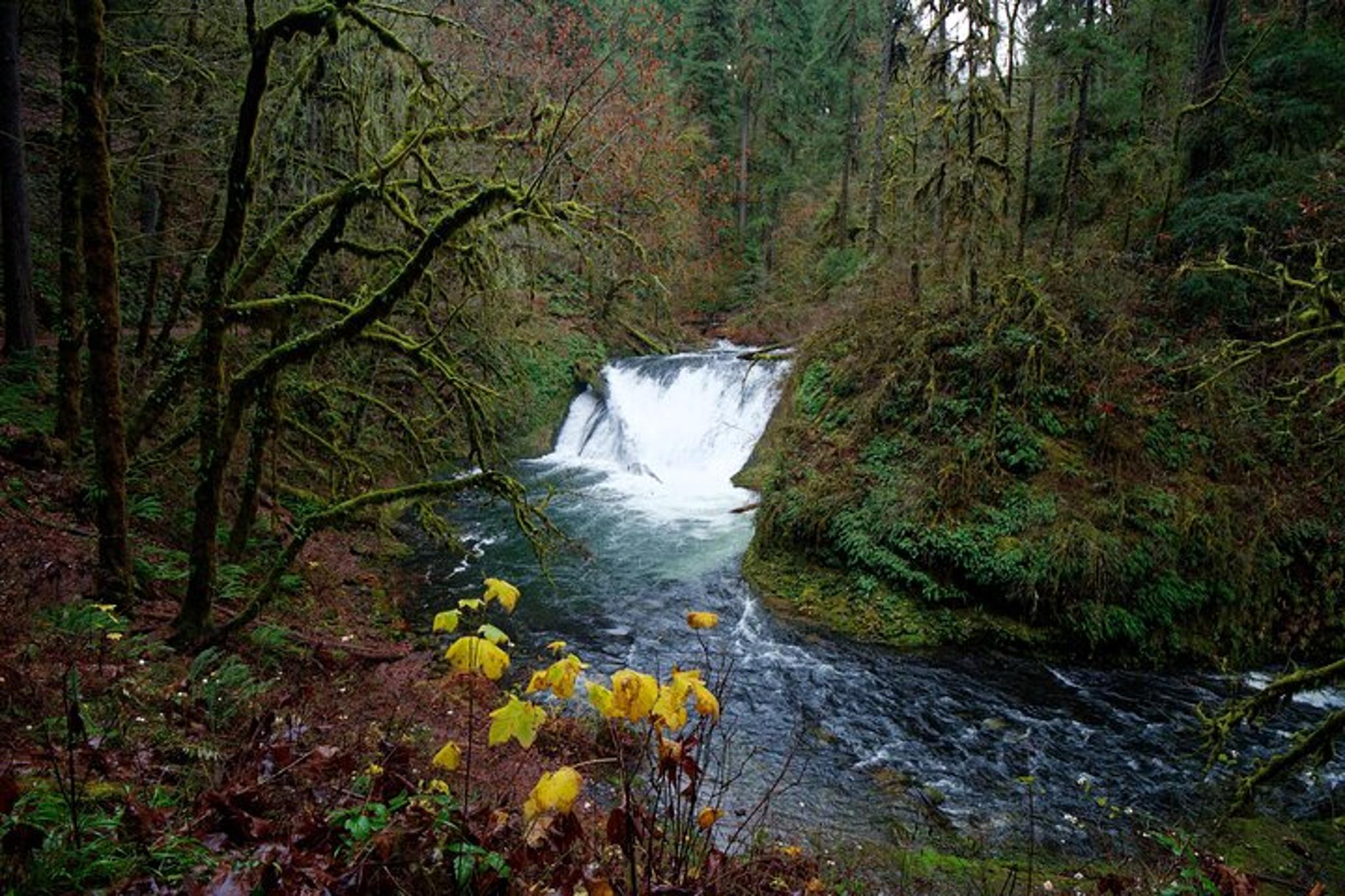 Silver Falls Private Hike Tour - Image 4
