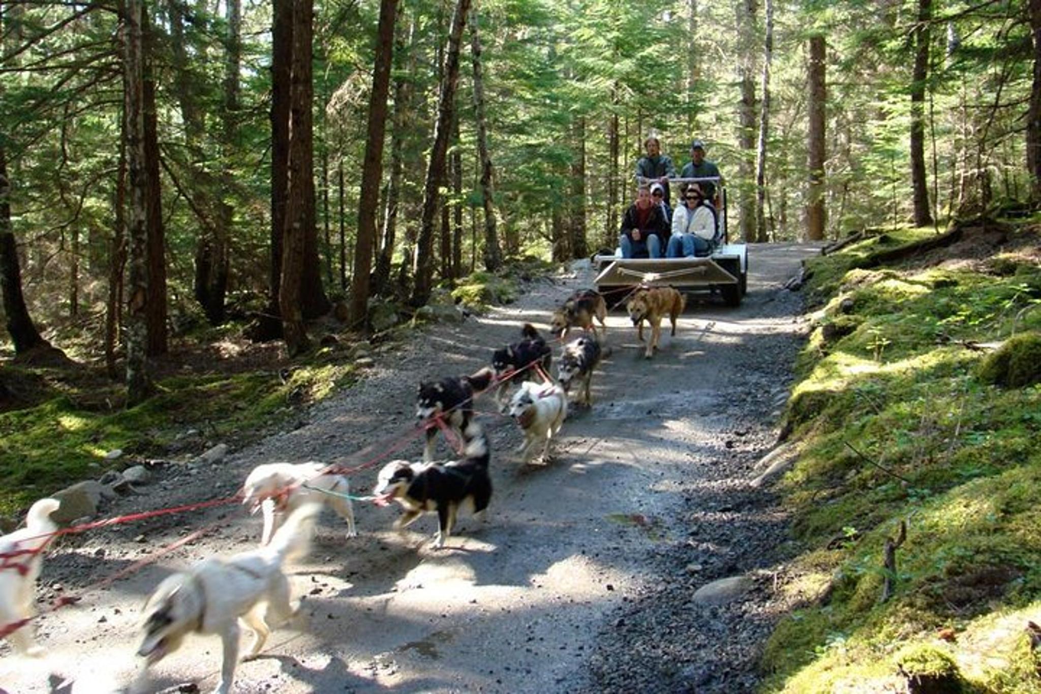 Skagway Sled Dog Adventure - Image 4