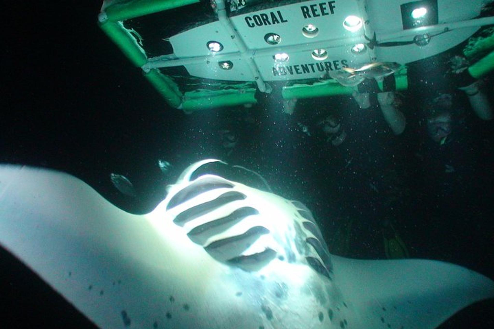 Kailua-Kona Manta Ray Night Snorkel Small Group - Image 2