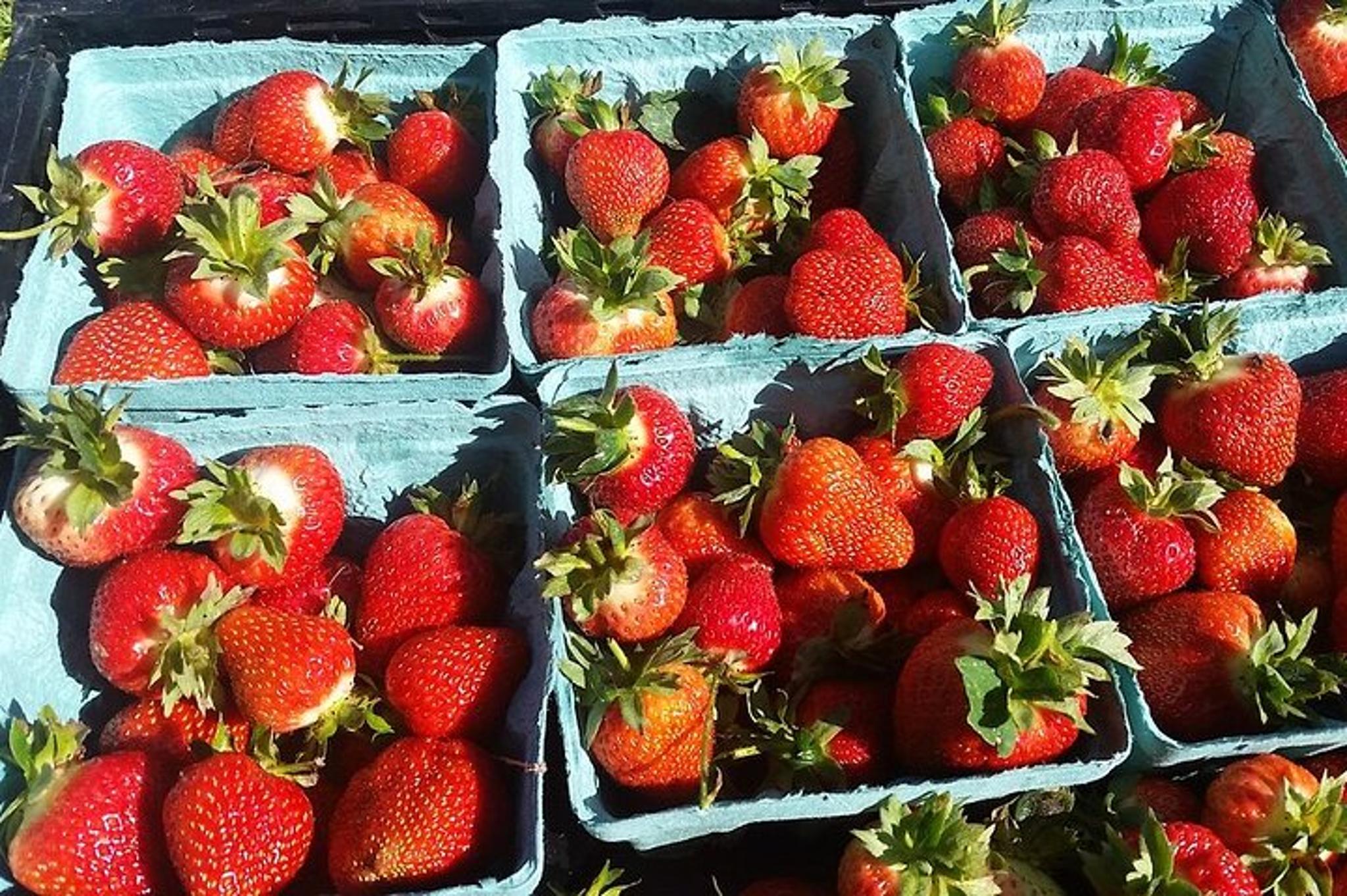 New York Farm and Outlet Shopping Tour - Image 6