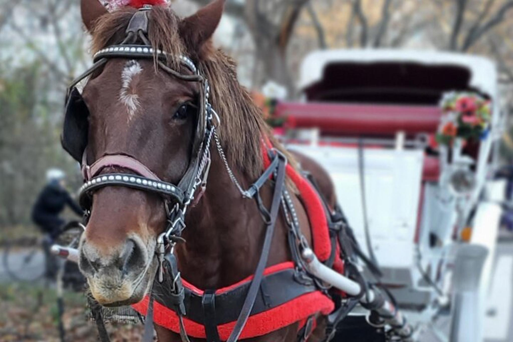 New York City Central Park Horse Carriage Tour - Image 4
