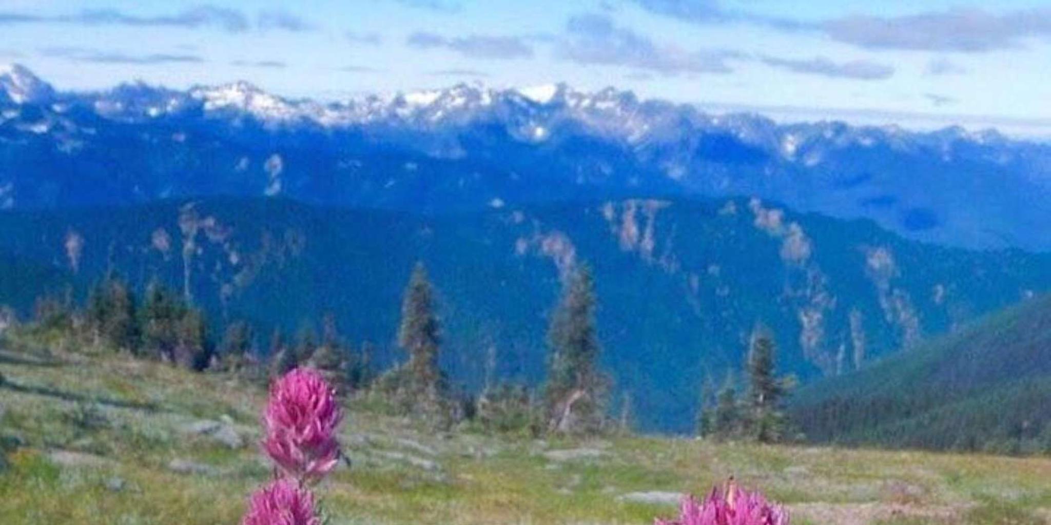 Seattle Olympic National Park Day Tour - Image 6