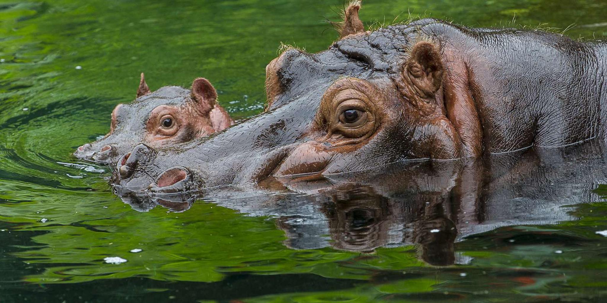 San Diego Zoo Admission Ticket - Image 3