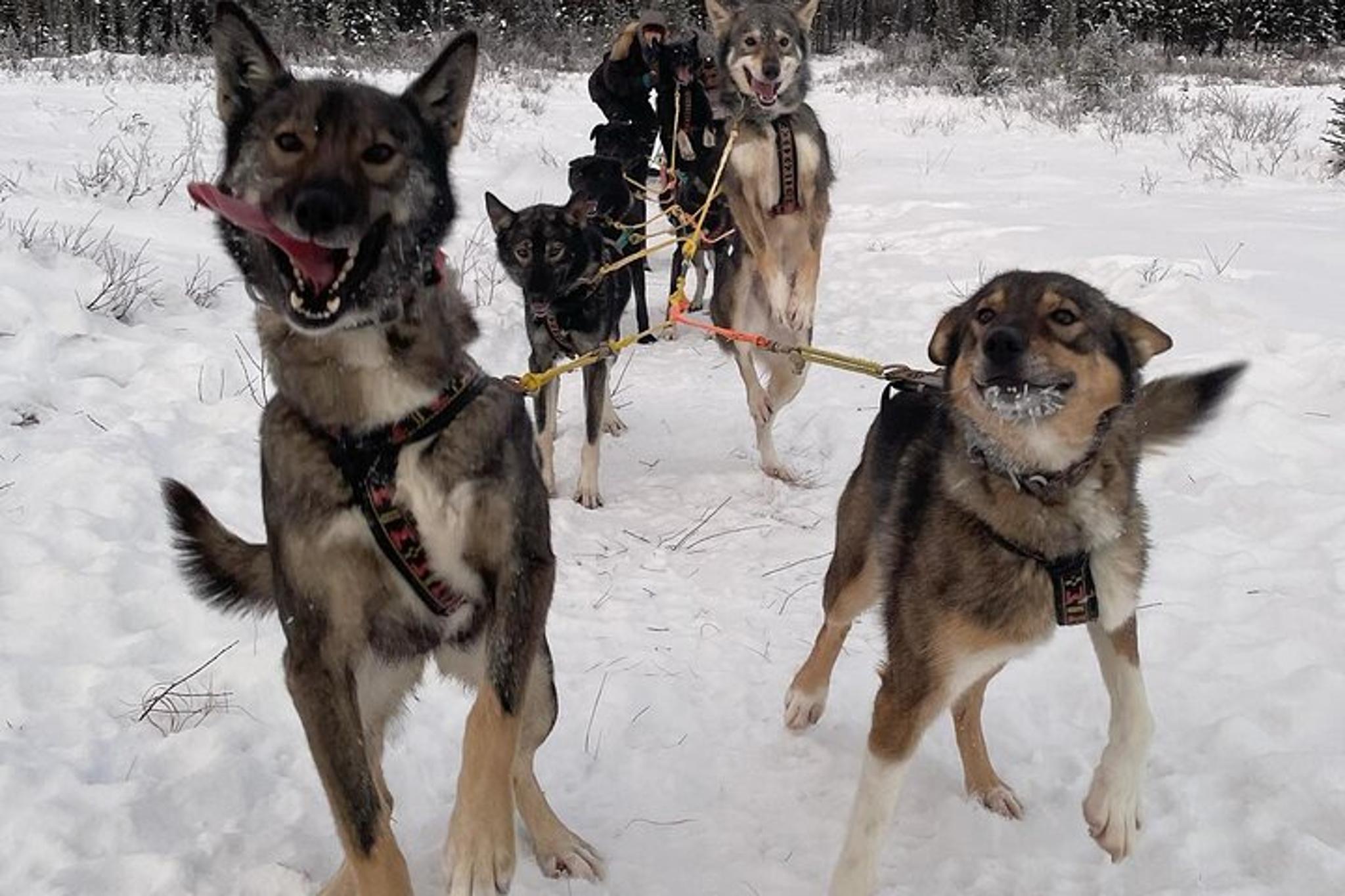 Fairbanks Overnight Dog Sledding Adventure - Image 6