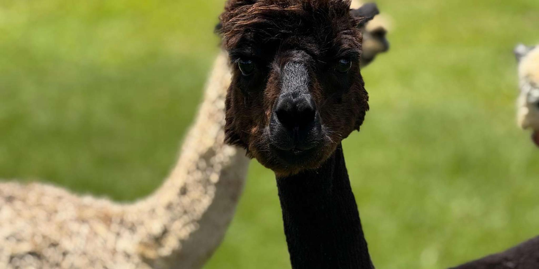 Maui Alpaca Tour on the Road to Hana - Image 2