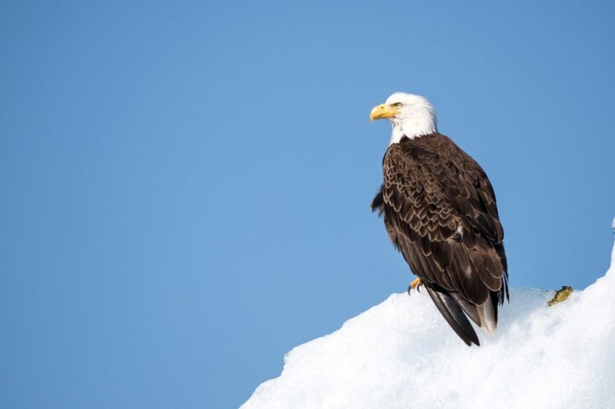 Grand Teton Wildlife Private Guided Tour - Image 6
