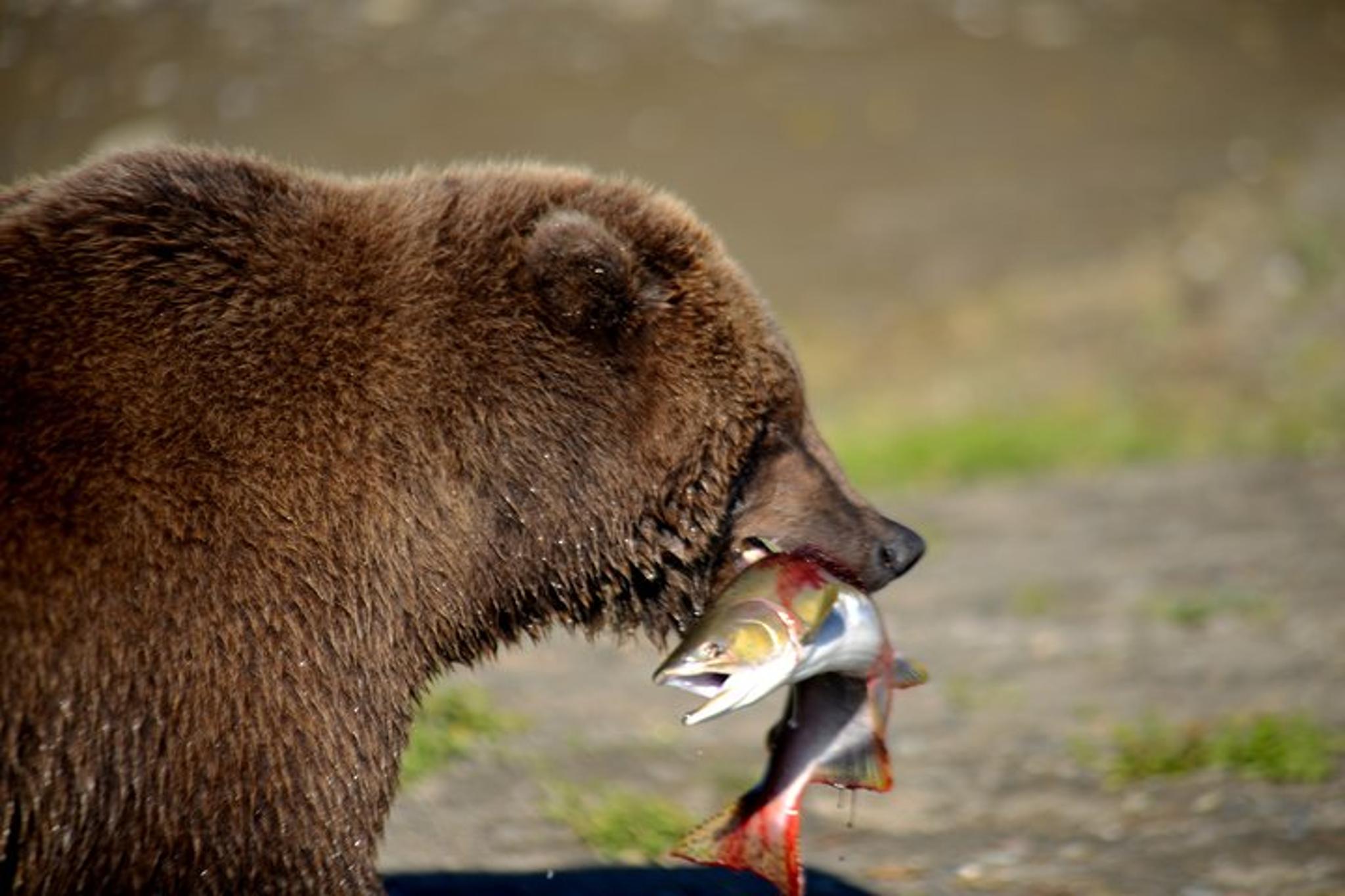 Katmai and Lake Clark Bear Viewing Adventure - Image 3