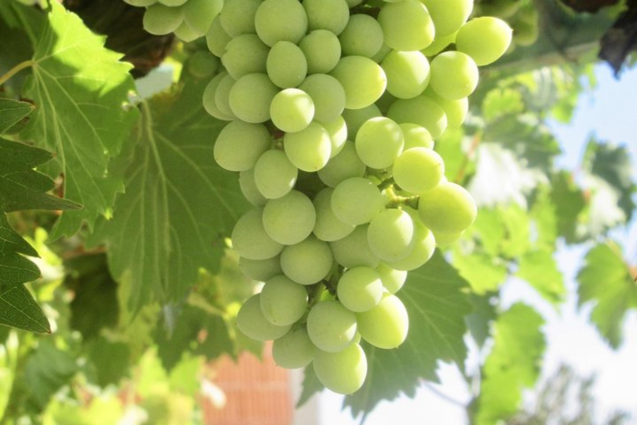 Amador County Private Wine Tour - Image 4