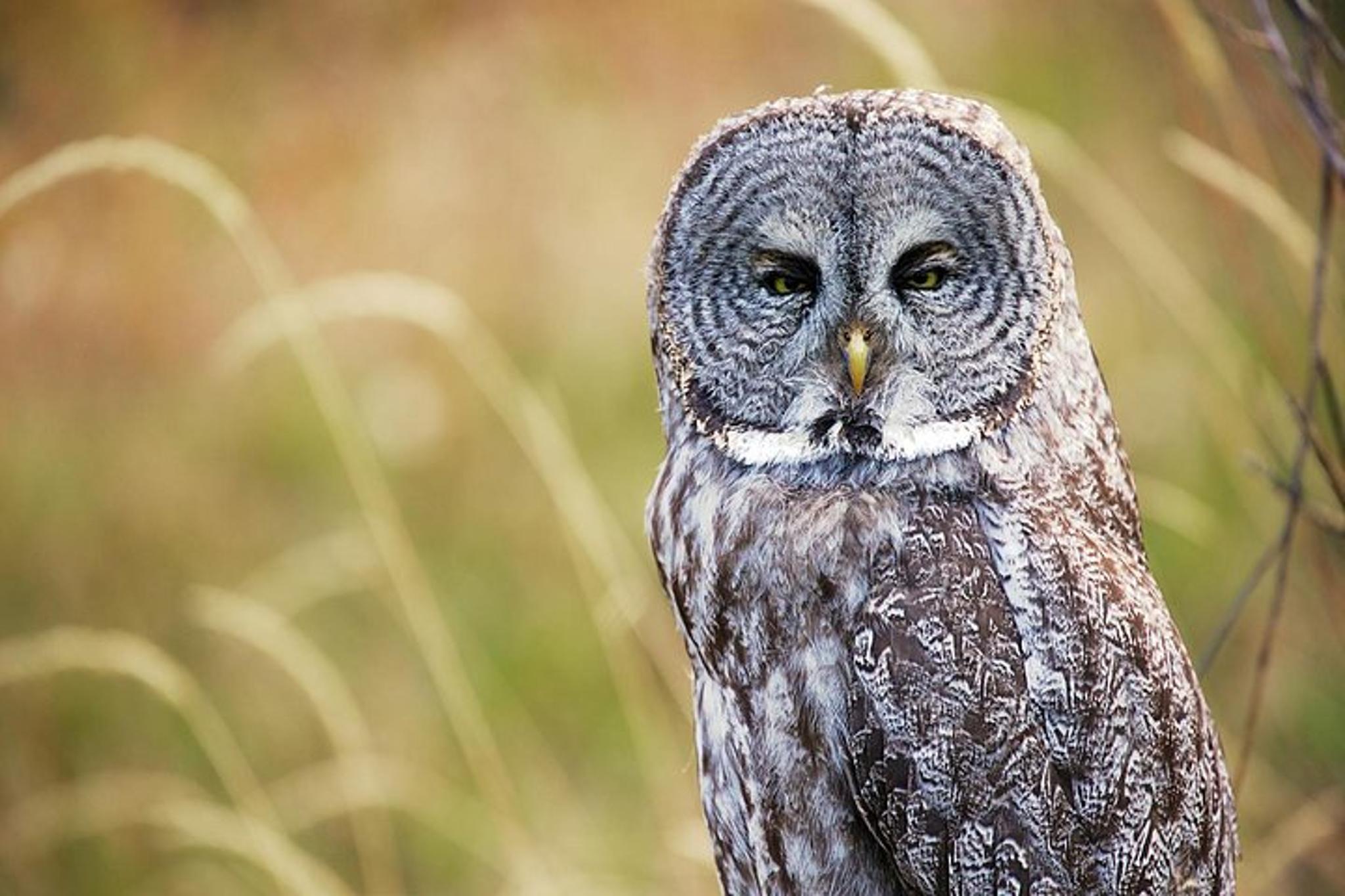 Jackson Hole Sunrise Wildlife Safari - Image 3