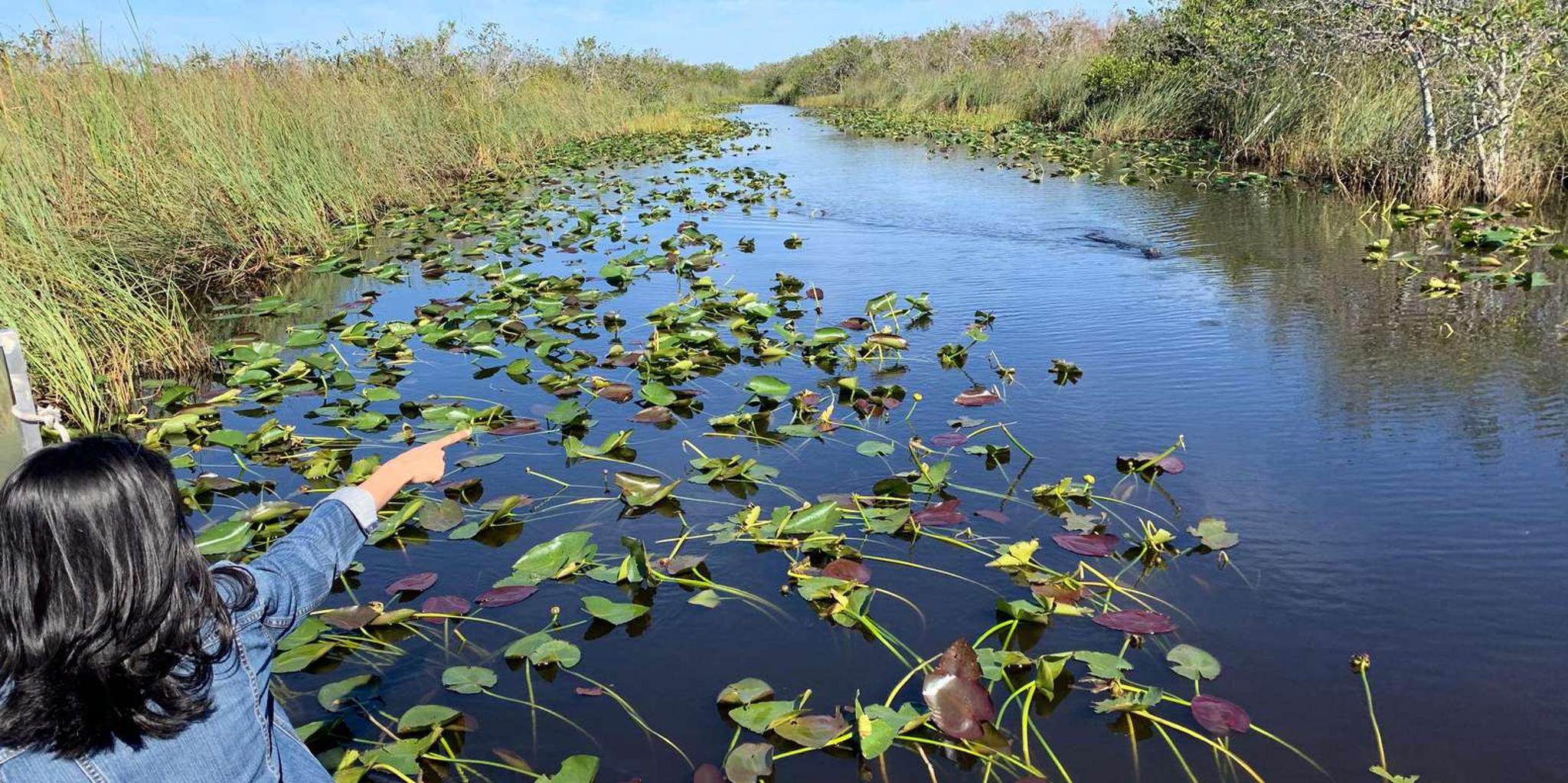 Miami Everglades Airboat & Gator Spotting Tour - Image 5