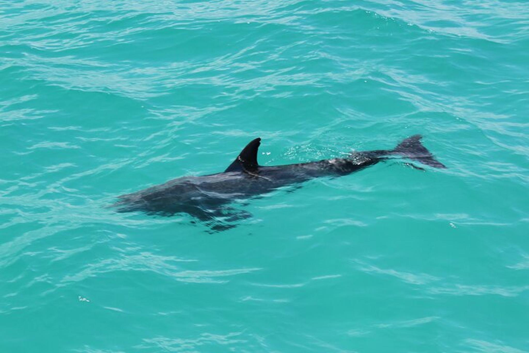 Miami Dolphin Discovery and Snorkeling Tour - Image 5
