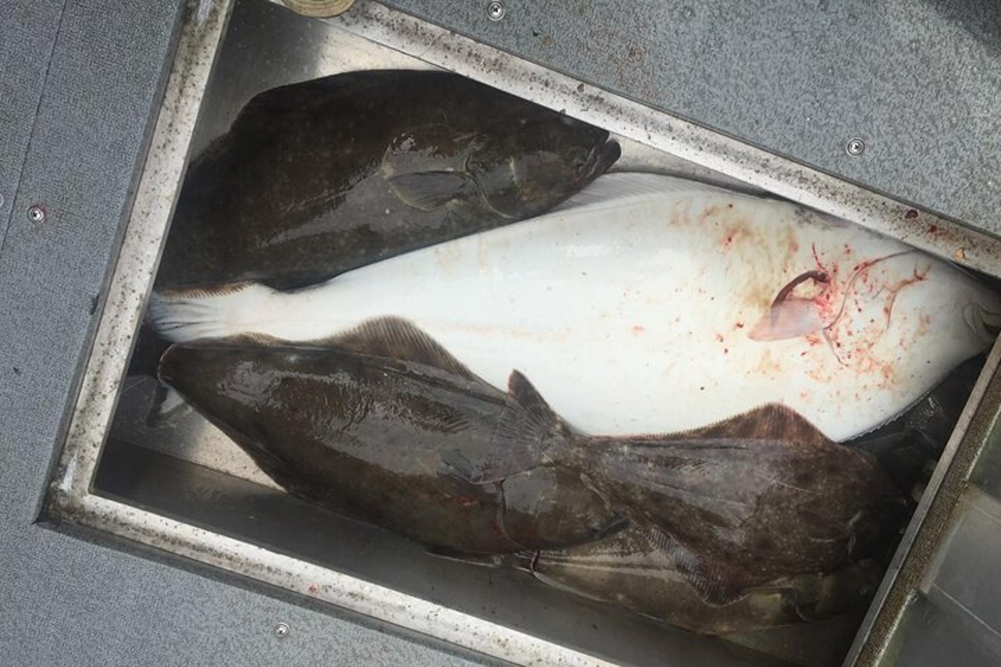 Hoonah Halibut Fishing Tour 3.5 hr - Image 5