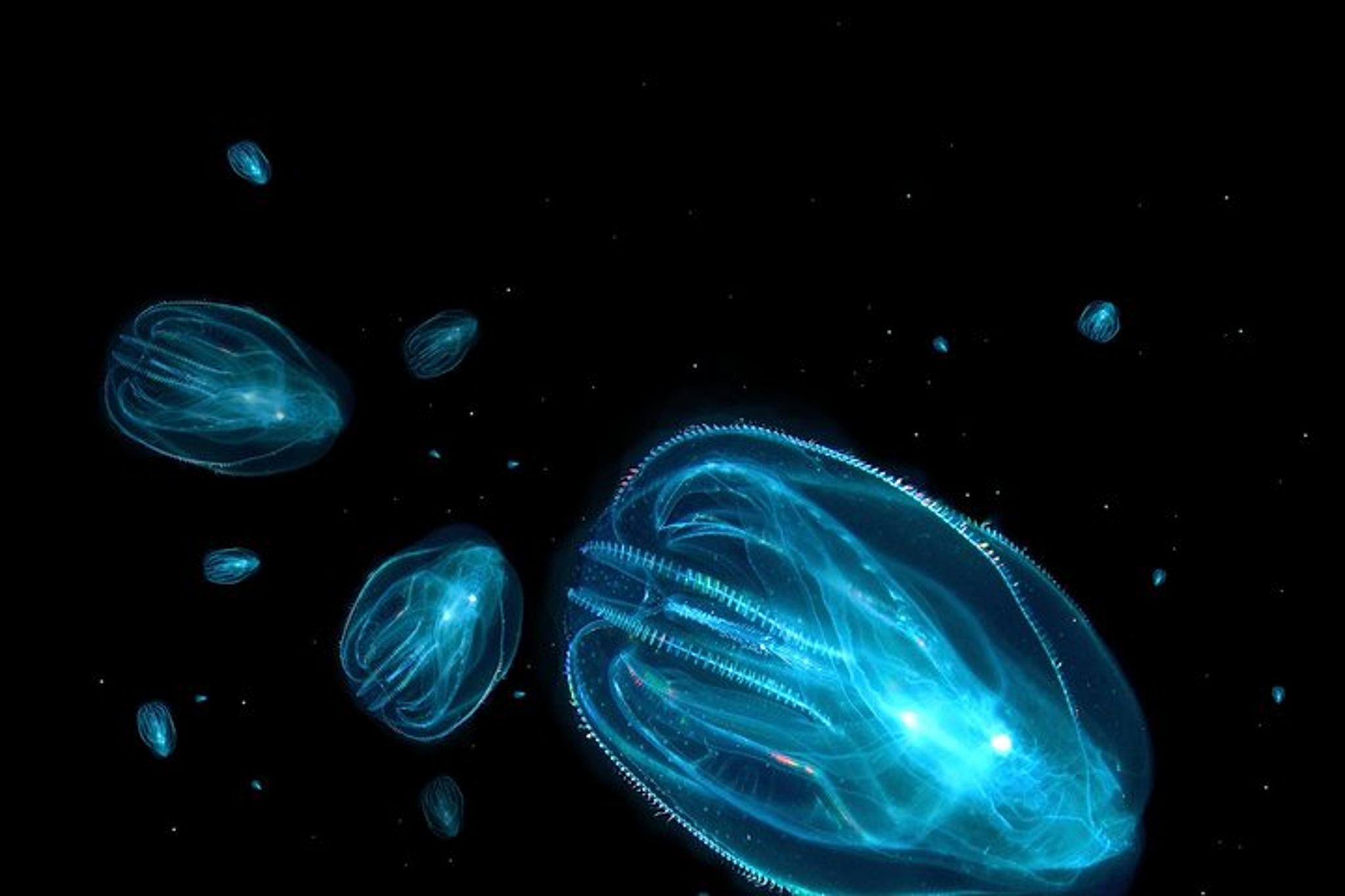 Florida Bioluminescence Kayak Tour at Sunset - Image 6