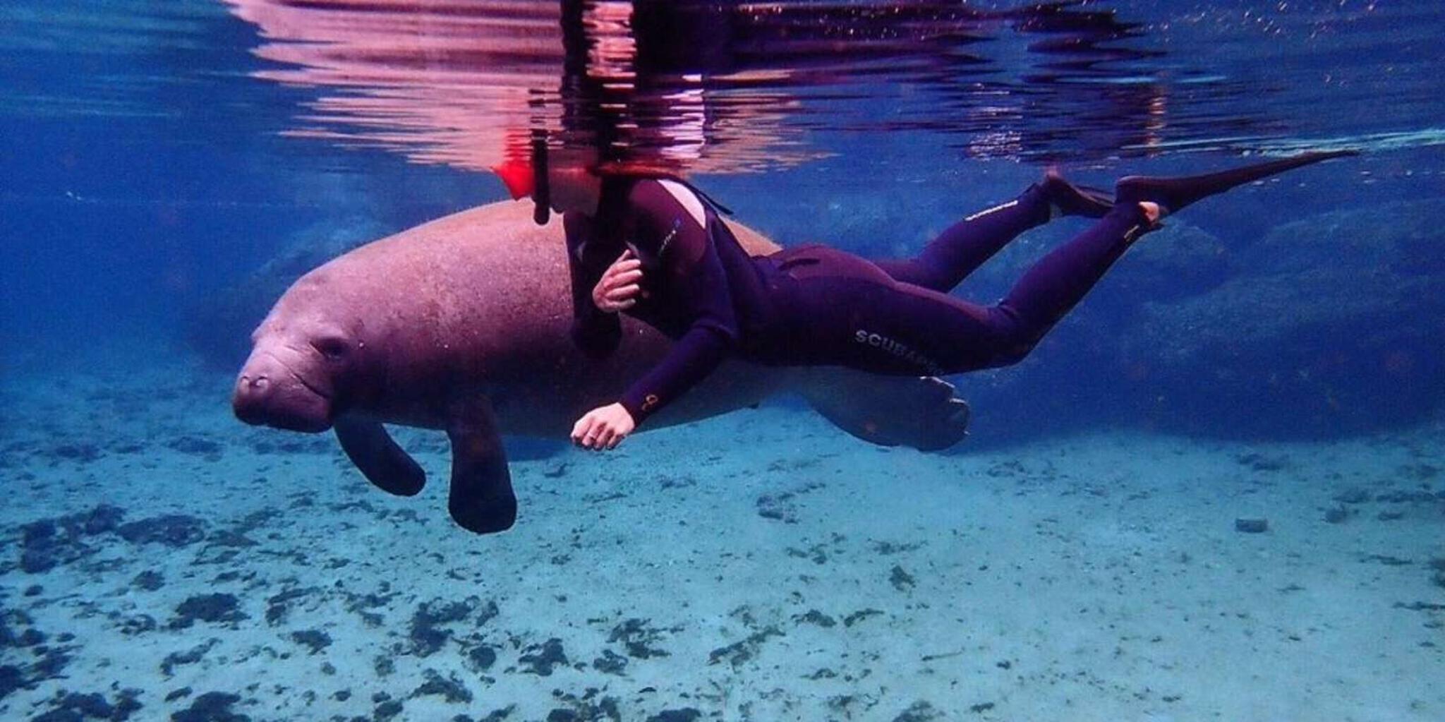 Crystal River Kayak and Swim with Manatees Tour 2.5 hr
