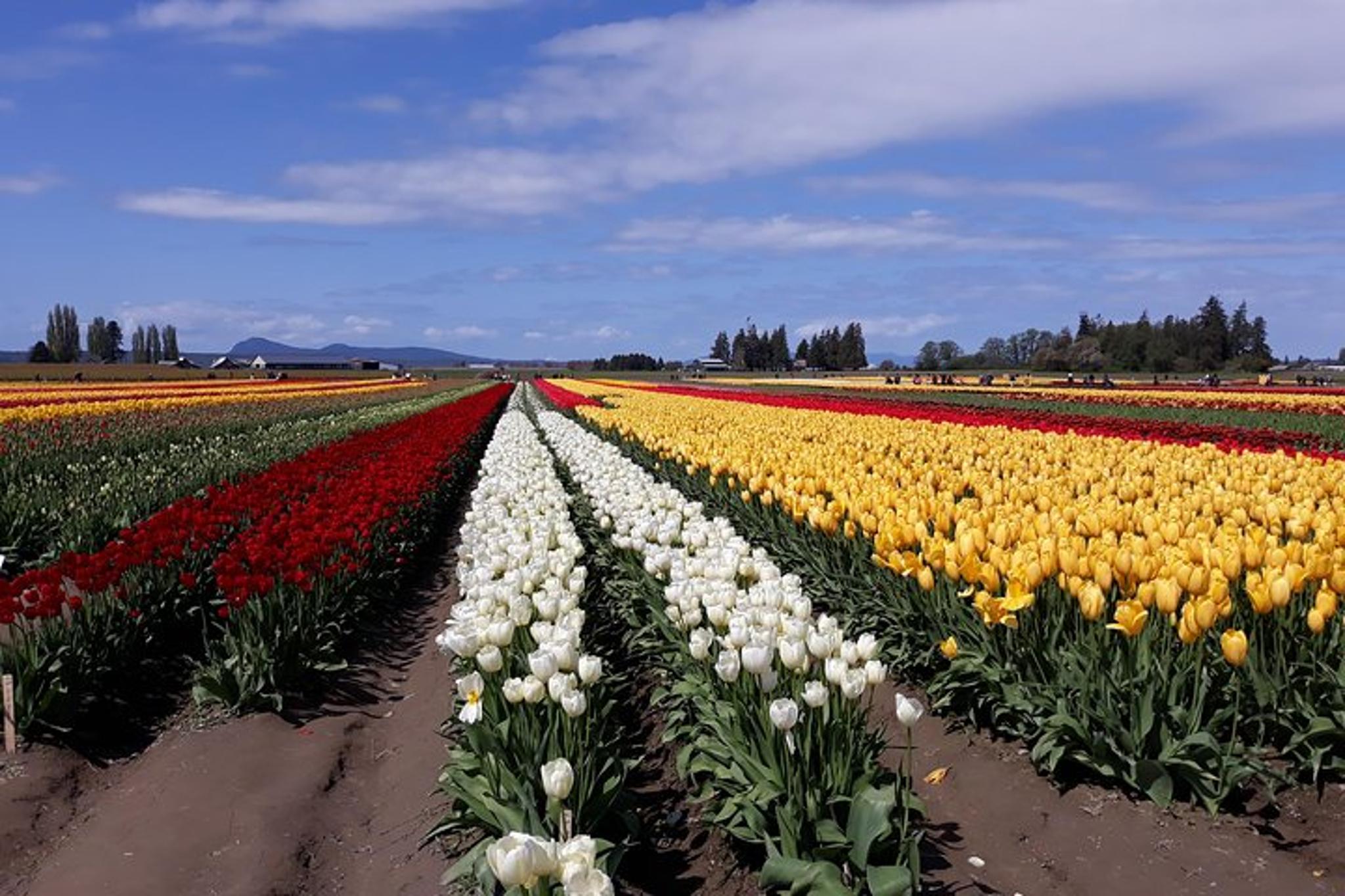 Skagit Valley Tulip Festival Tour - Image 2