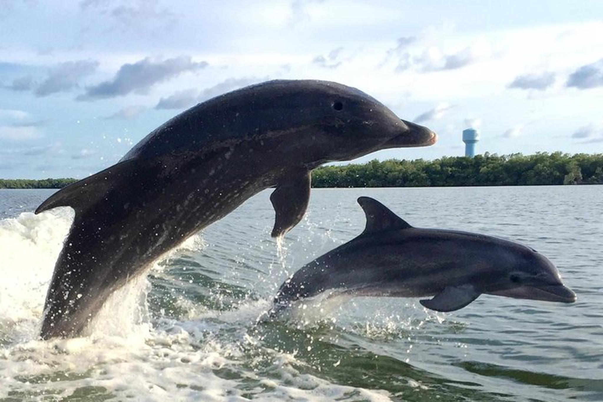 Fort Myers Dolphin Tour for 7 People 2 hr
