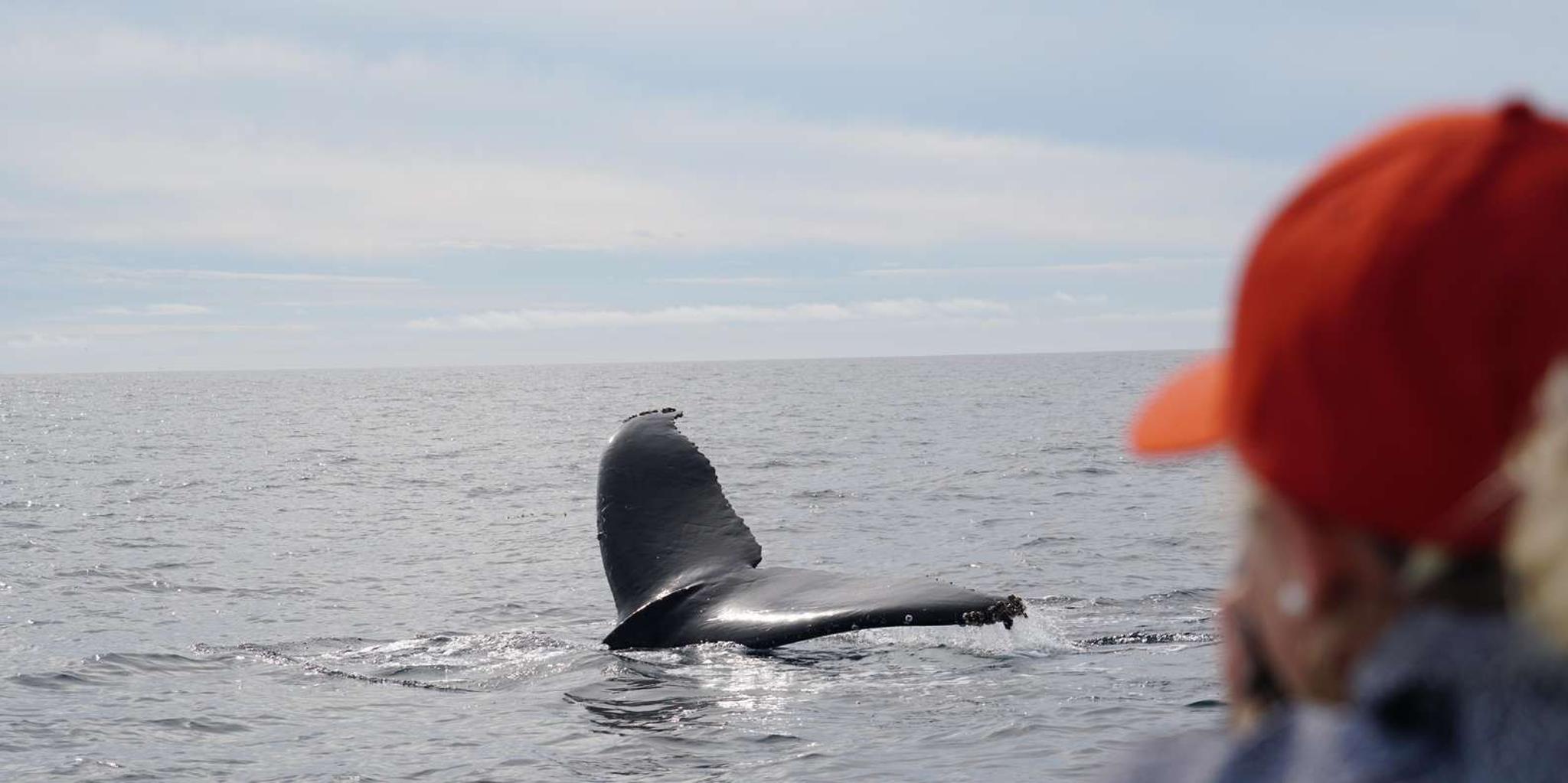 Newport Beach Whale & Dolphin Watching Tour 2 hr - Image 3