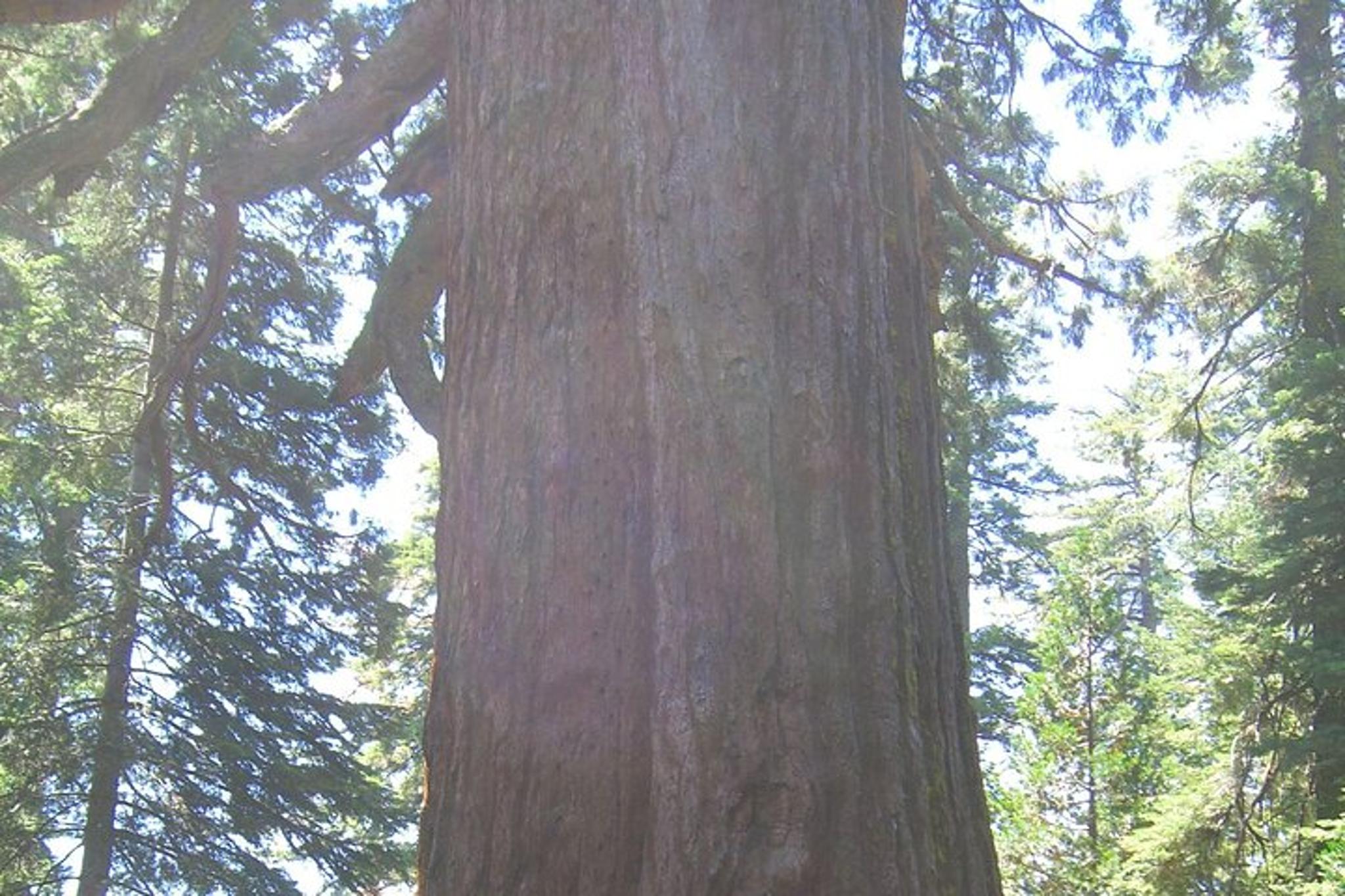 Las Vegas to San Francisco National Parks Tour - Image 6