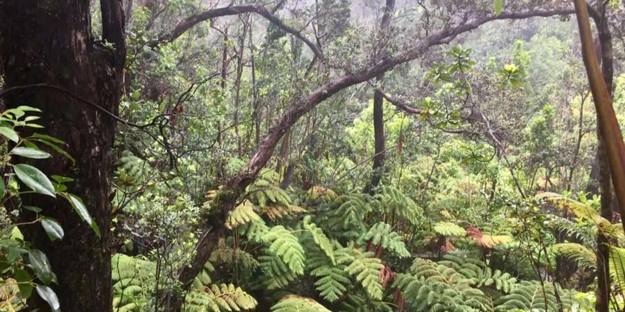 Kona Big Island Volcano Adventure - Image 3