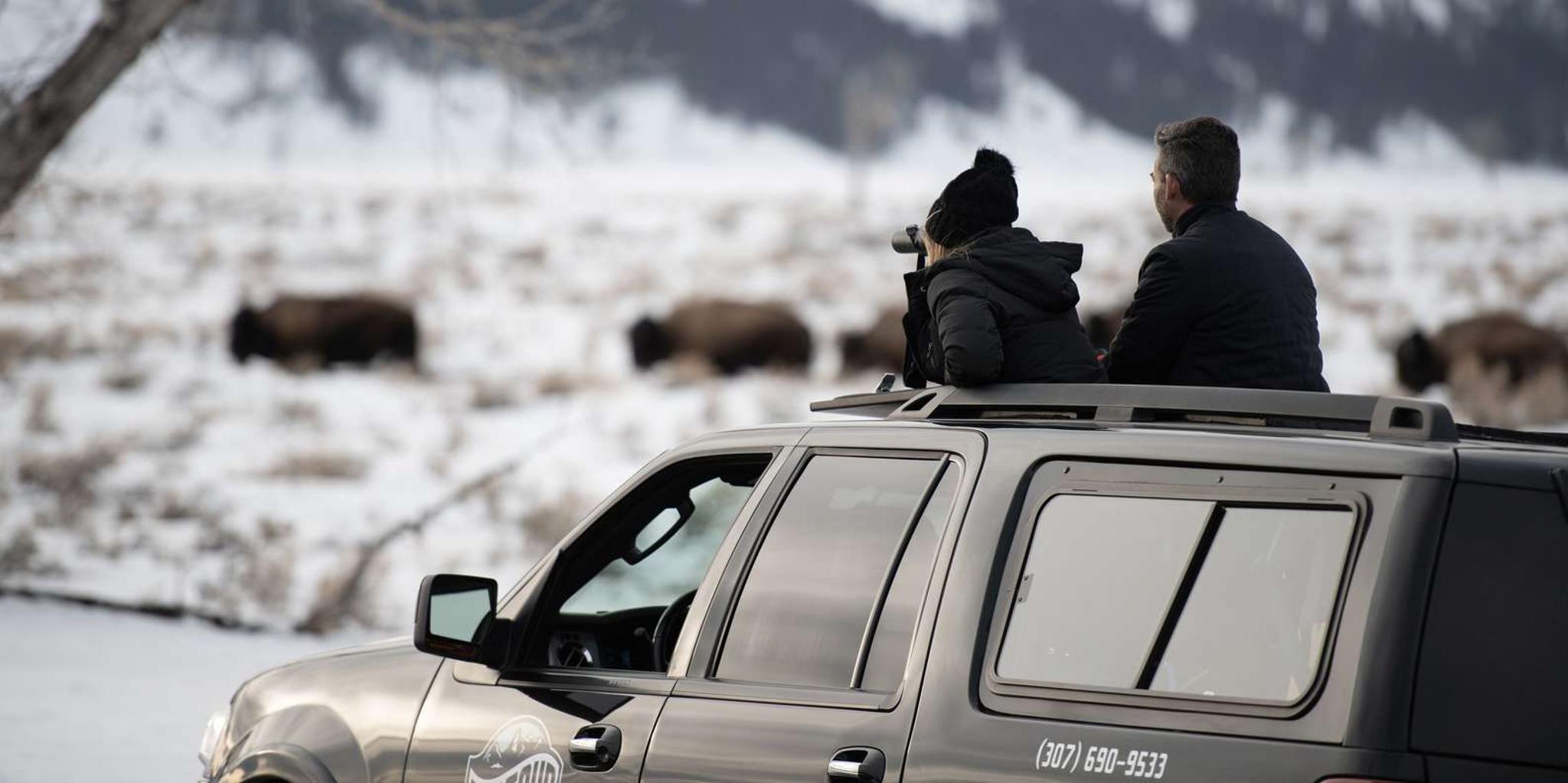 Jackson Wildlife and Snowshoe Tour in Grand Teton - Image 4