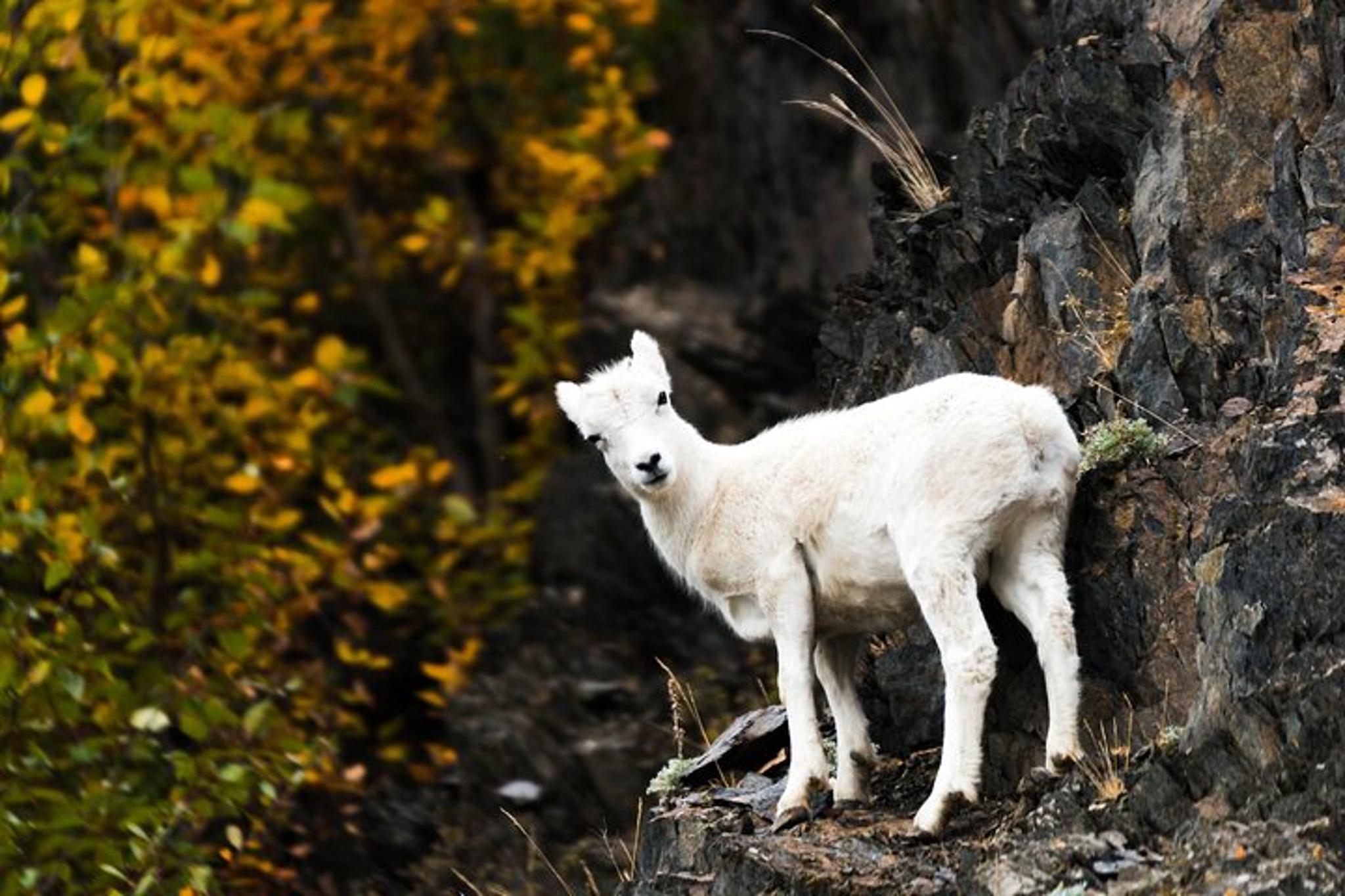 Anchorage Wilderness Photo Tour - Image 4