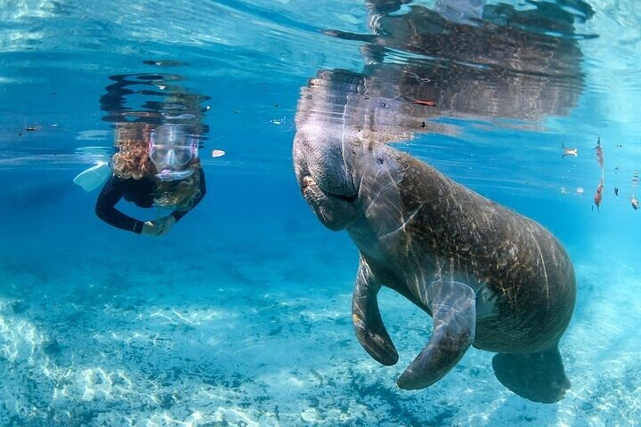 Florida Manatee Swim Tour 3 hr - Image 4