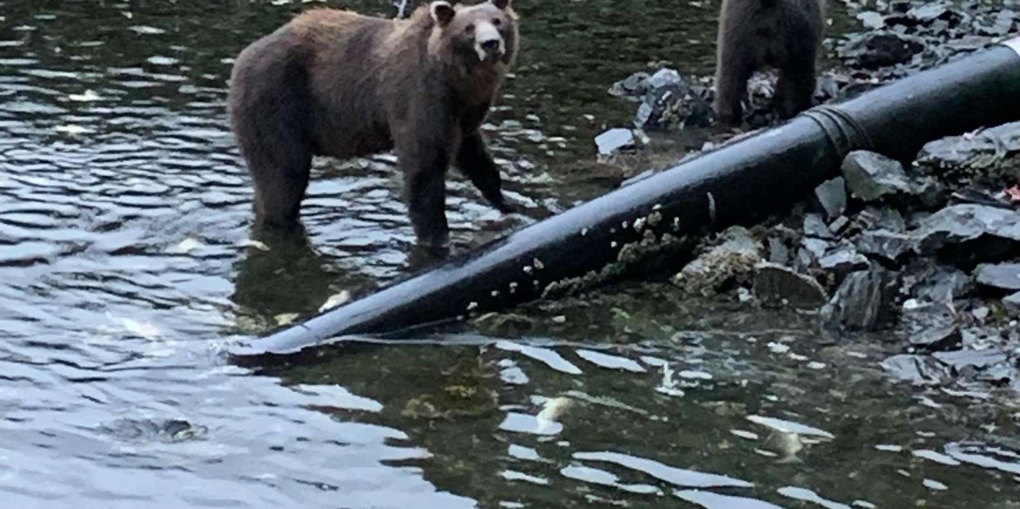 Sitka Whale Watching and Hot Springs Tour - Image 2