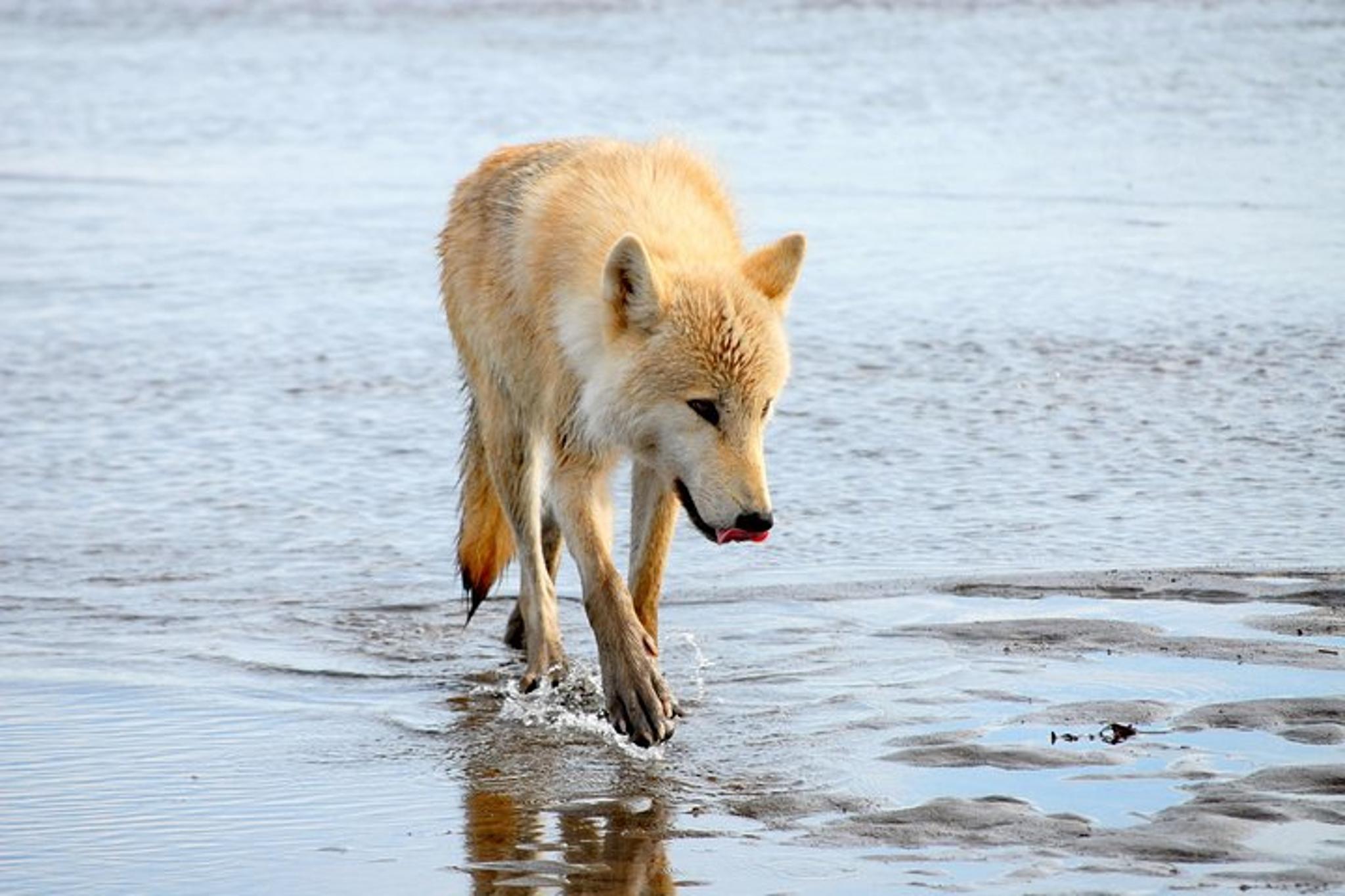 Homer Bear-Viewing Day Trip - Image 4