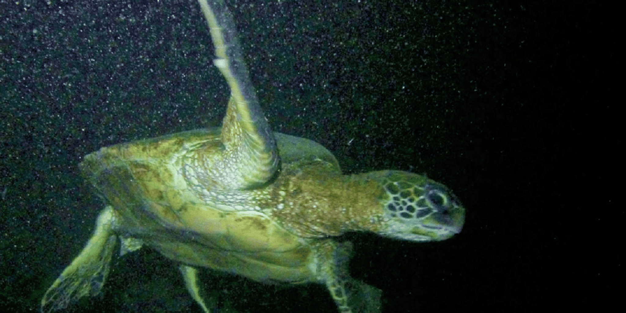 Hilo Night Dive for Certified Divers - Image 4