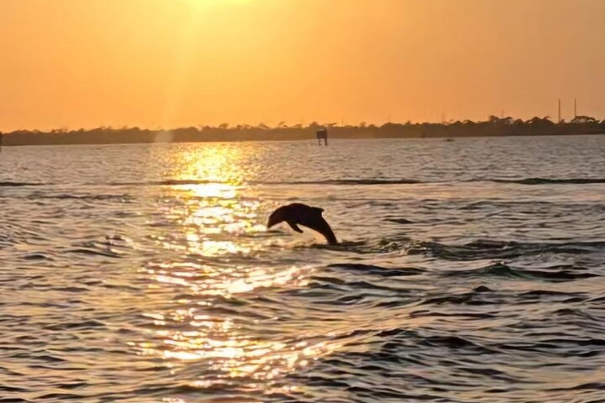 Cocoa Beach Dolphin Sightseeing Tour 2 hr - Image 3