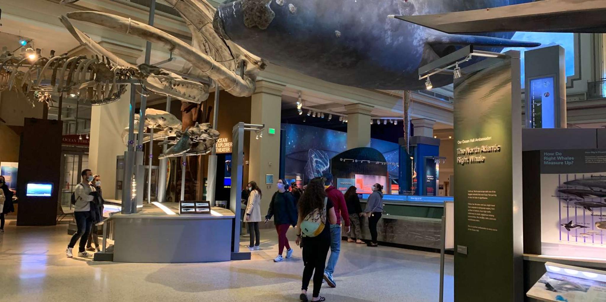 Washington DC Smithsonian Museum of Natural History Tour 2 hr - Image 6