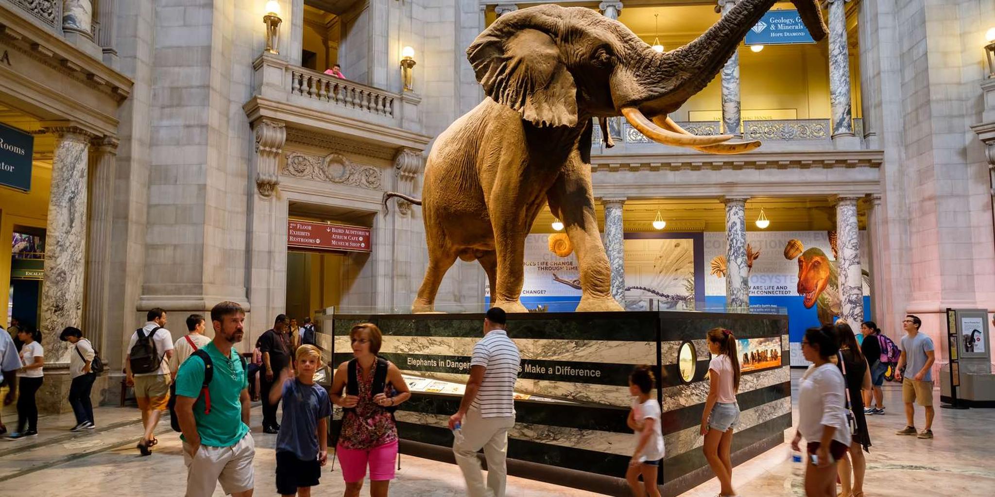 Washington DC Museum of Natural History Private Tour - Image 1